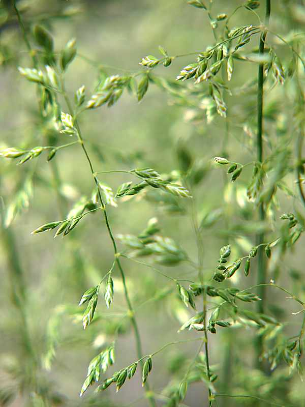 Image of Poa pratensis specimen.