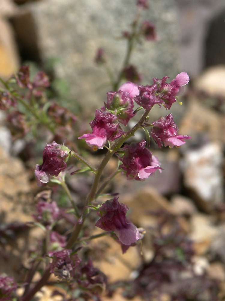 Изображение особи Scrophularia ruprechtii.