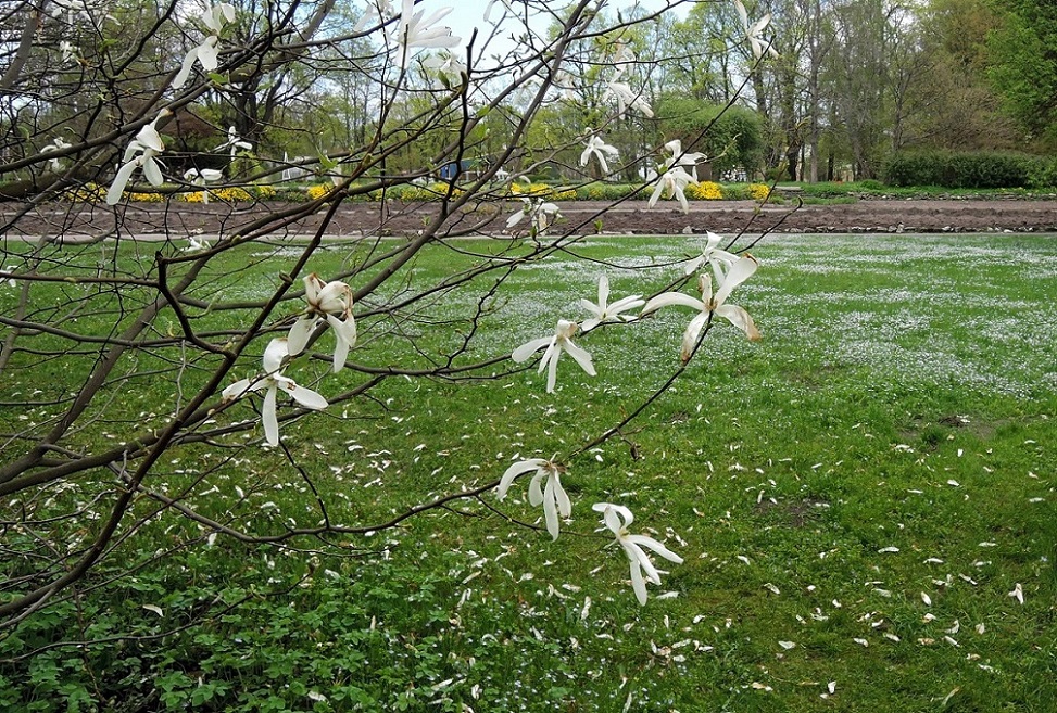 Image of Magnolia &times; kewensis specimen.