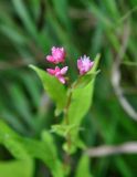 Truellum thunbergii