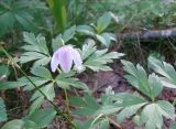 Anemone nemorosa. Цветущее растение. Ленинградская обл., Выборгский р-н, окр. ст. Лейпясуо, лес около садоводства \"Флора\". 22.05.2010.