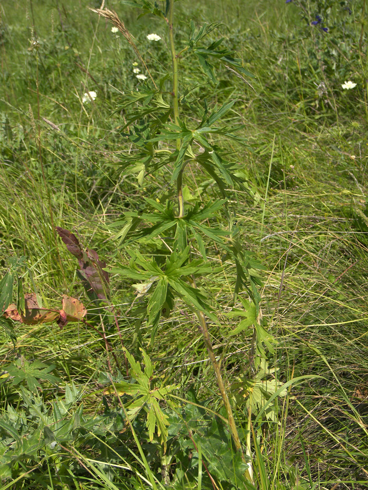 Image of Delphinium flexuosum specimen.