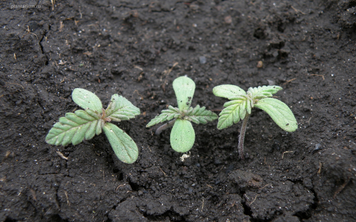 Image of Cannabis sativa specimen.