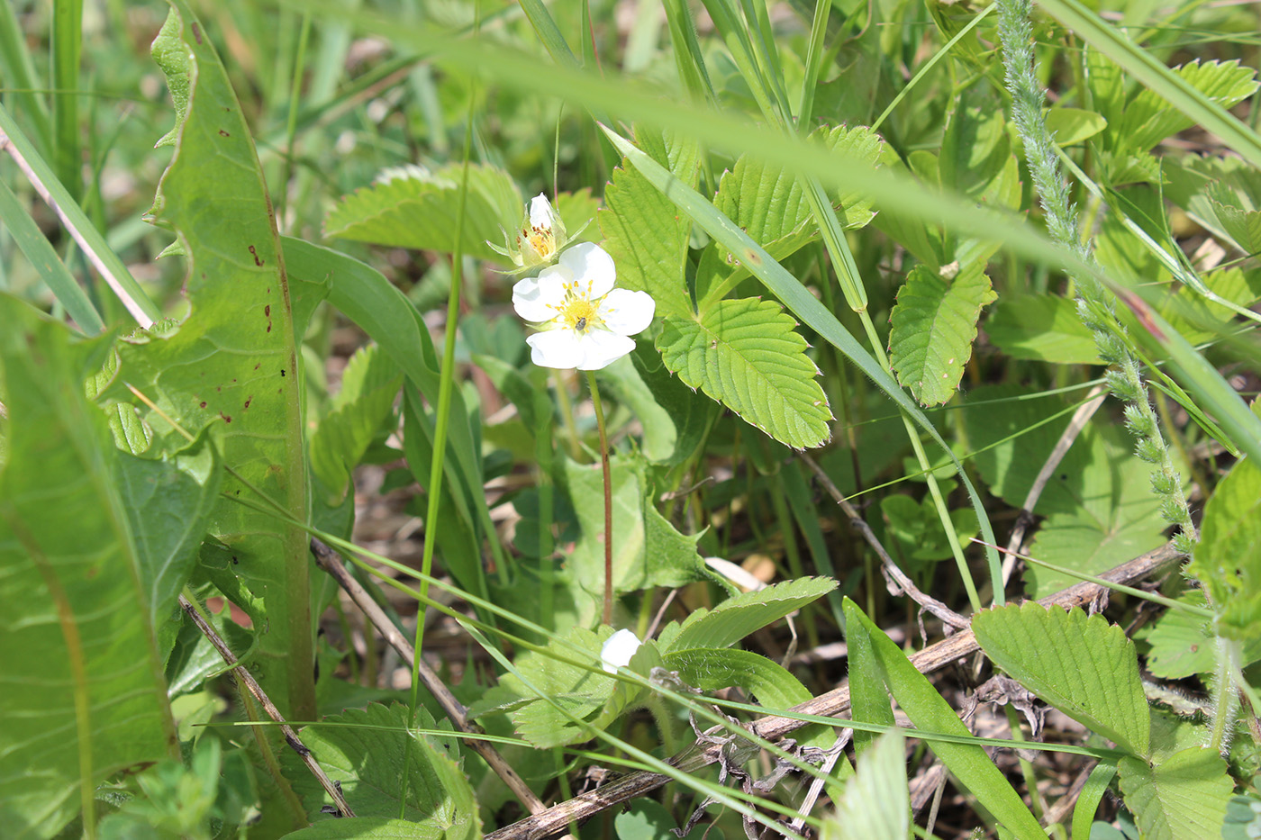 Изображение особи Fragaria viridis.