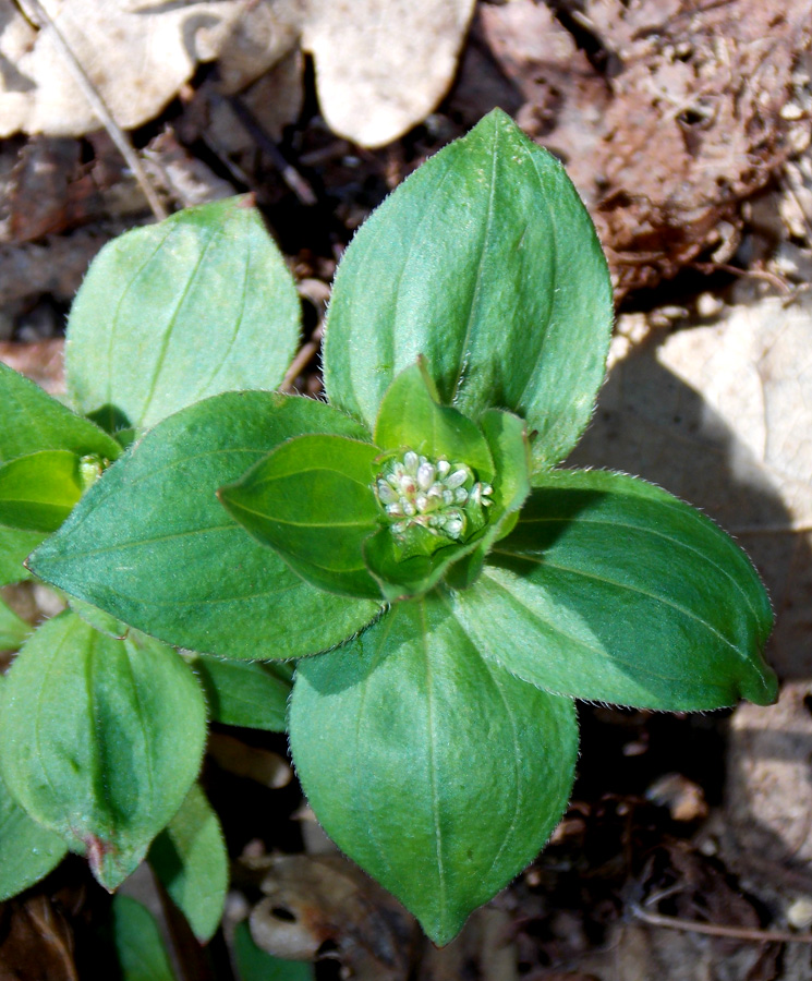 Image of Asperula caucasica specimen.