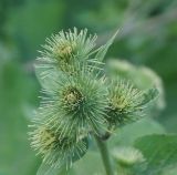 Arctium leiospermum