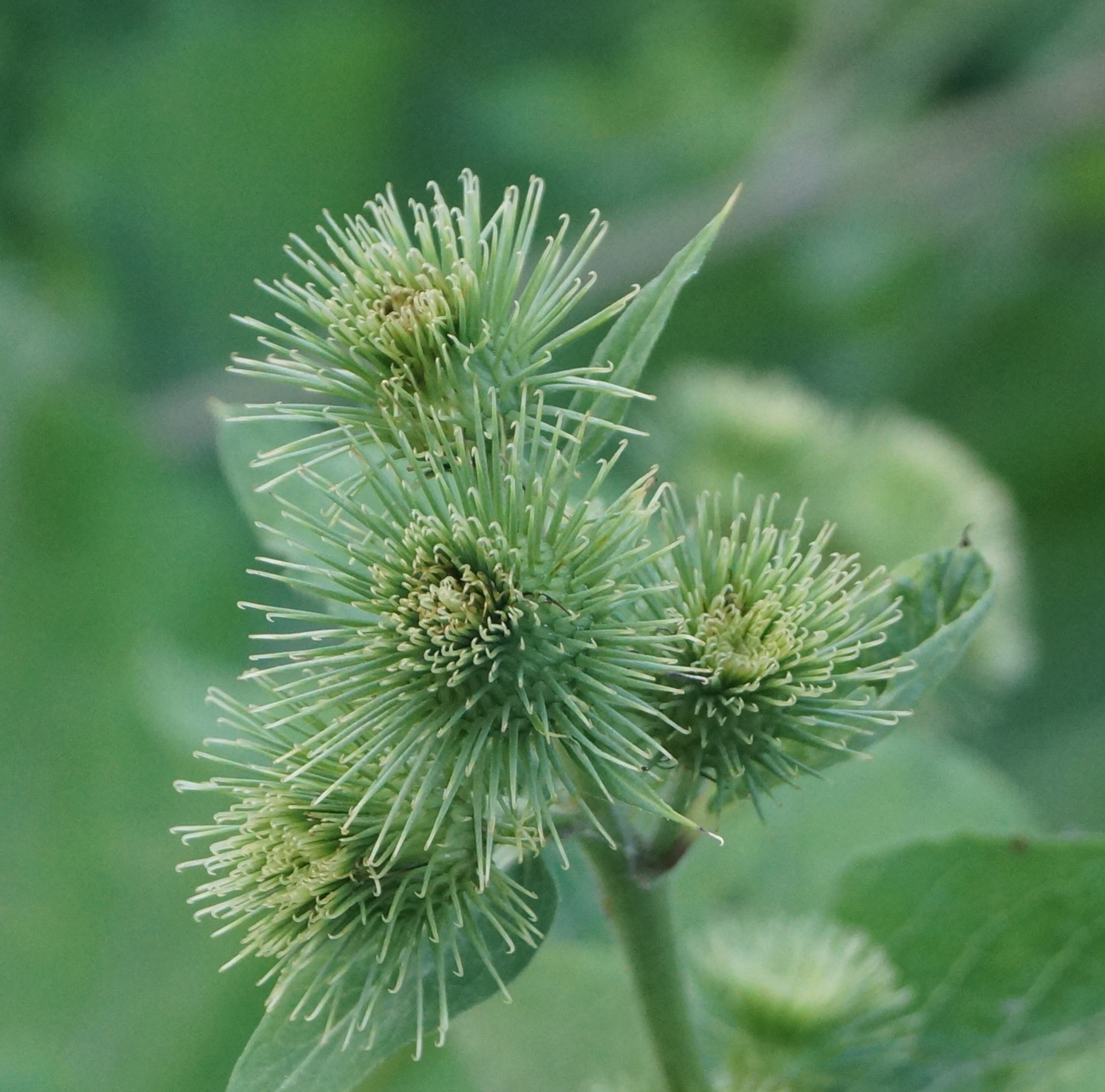 Изображение особи Arctium leiospermum.