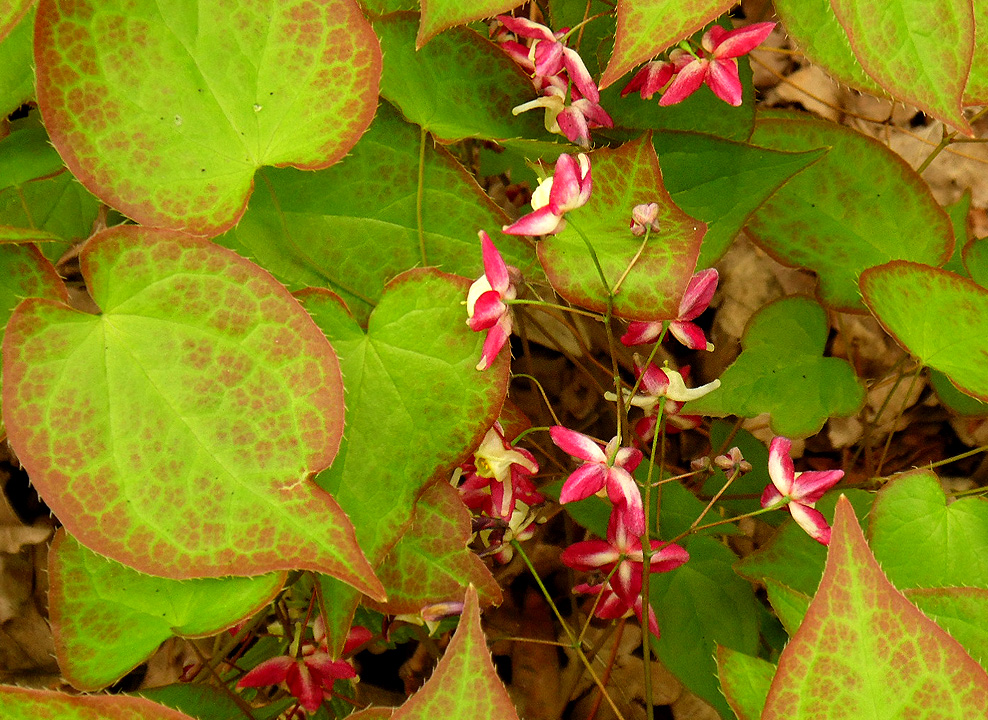 Изображение особи Epimedium rubrum.