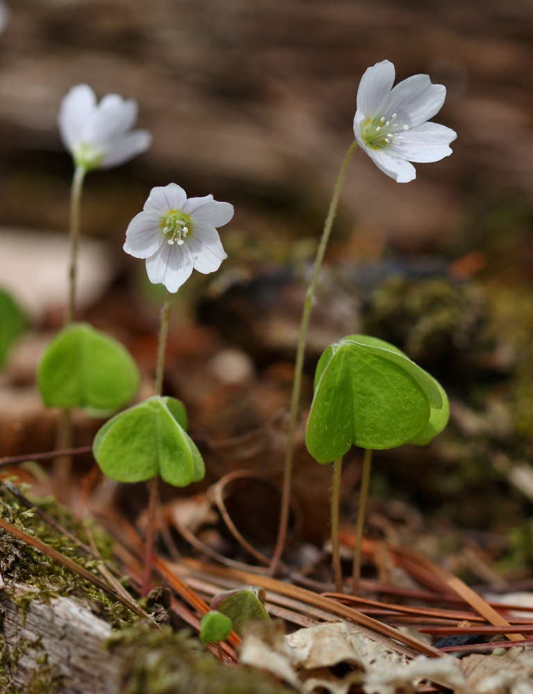 Изображение особи Oxalis acetosella.