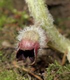 Asarum europaeum