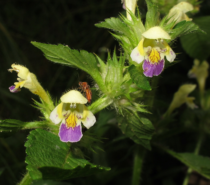 Image of Galeopsis speciosa specimen.