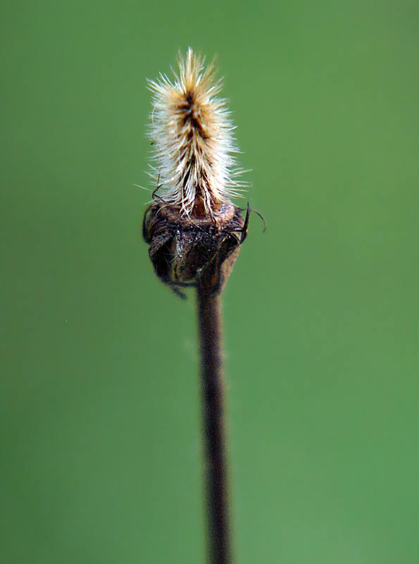 Image of Geum urbanum specimen.