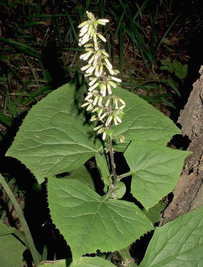 Image of Parasenecio praetermissus specimen.