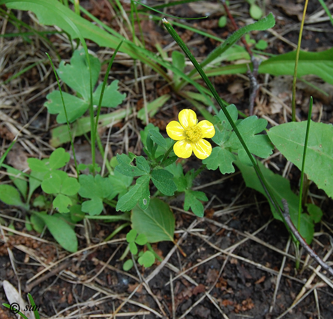 Изображение особи Ranunculus sardous.