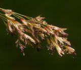 Deschampsia cespitosa