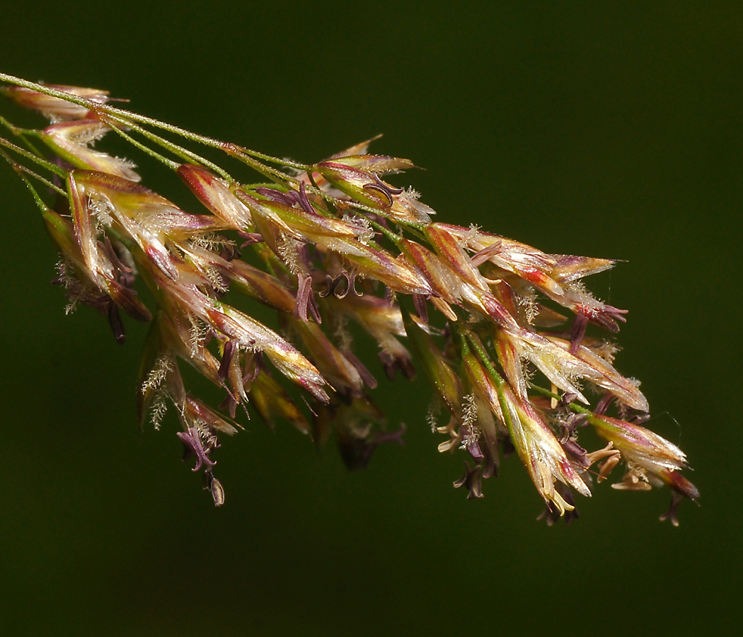 Изображение особи Deschampsia cespitosa.