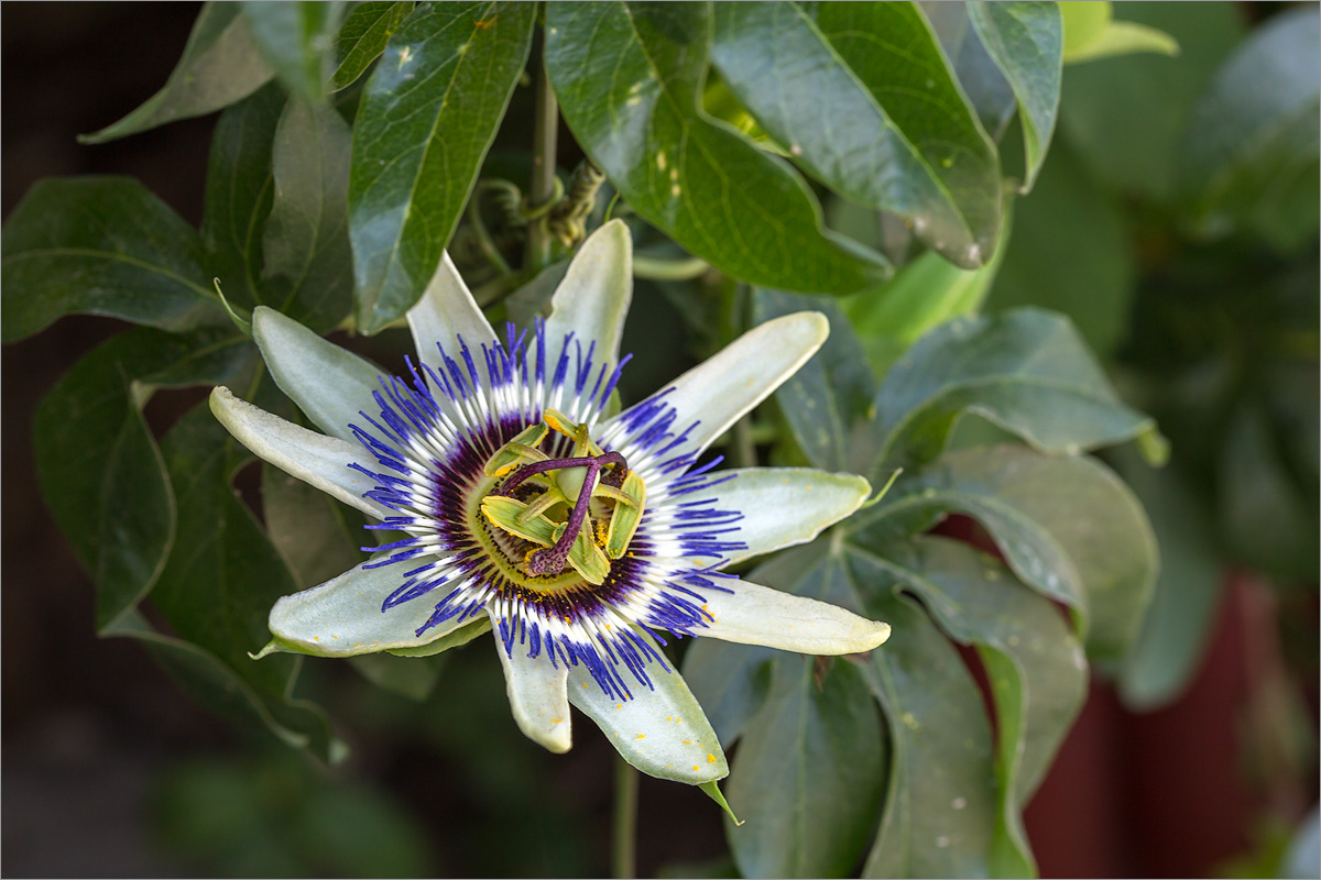 Изображение особи Passiflora caerulea.