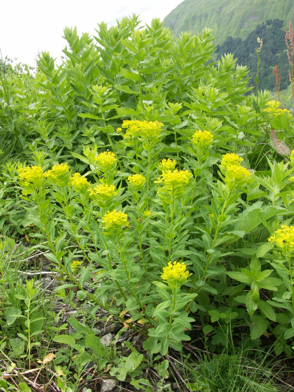 Изображение особи Euphorbia eugeniae.