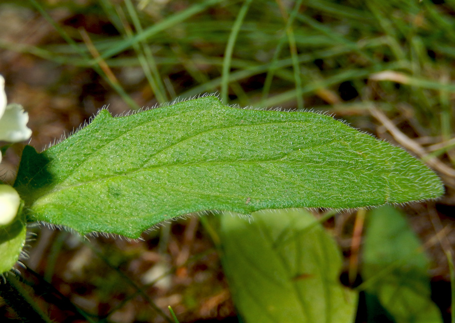 Image of Prunella laciniata specimen.