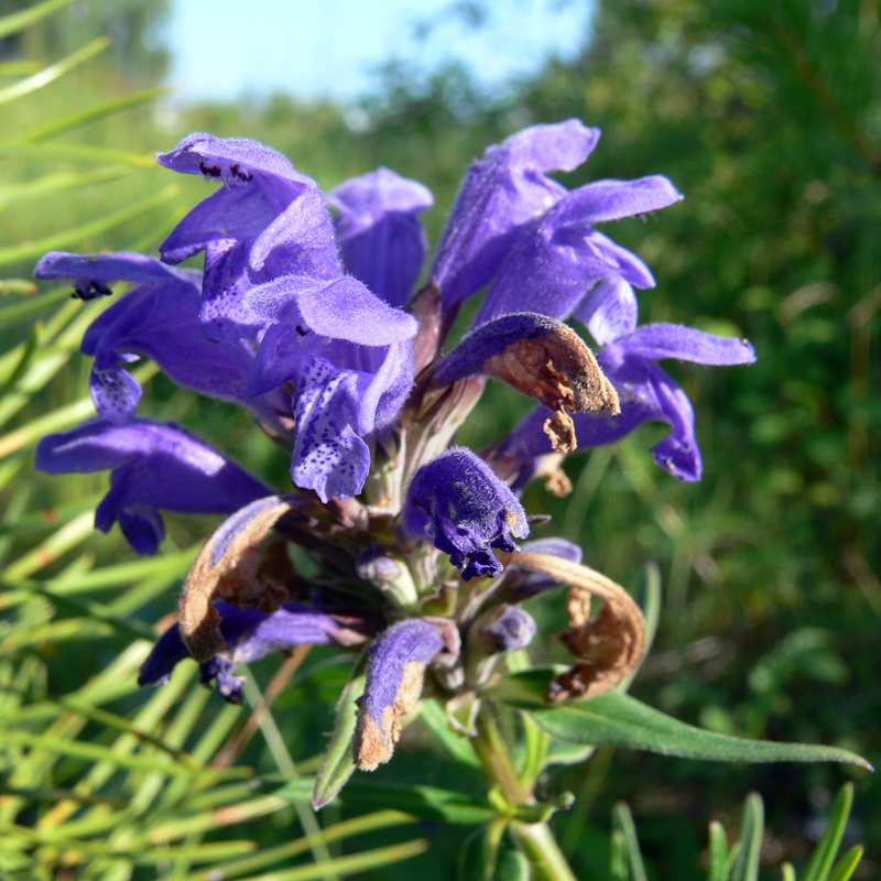 Изображение особи Dracocephalum ruyschiana.