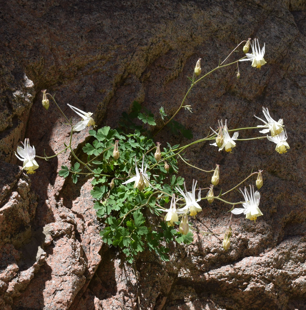 Изображение особи Aquilegia tianschanica.