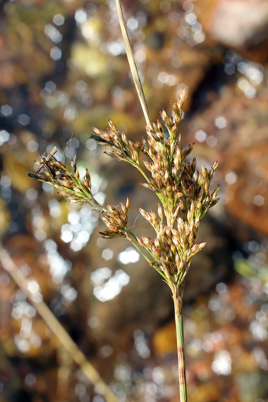 Изображение особи Juncus inflexus.