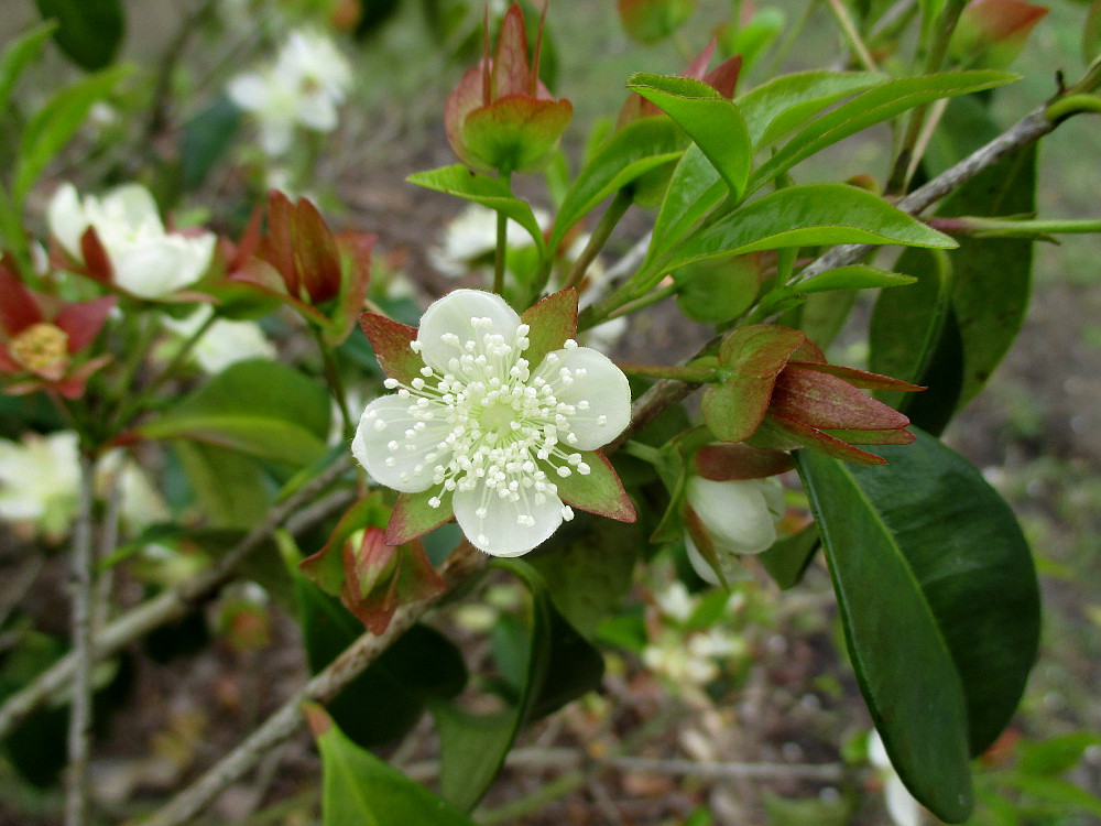 Image of Eugenia involucrata specimen.