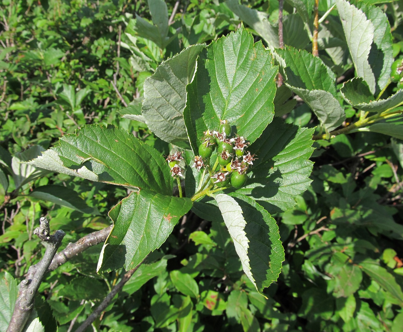 Image of genus Sorbus specimen.