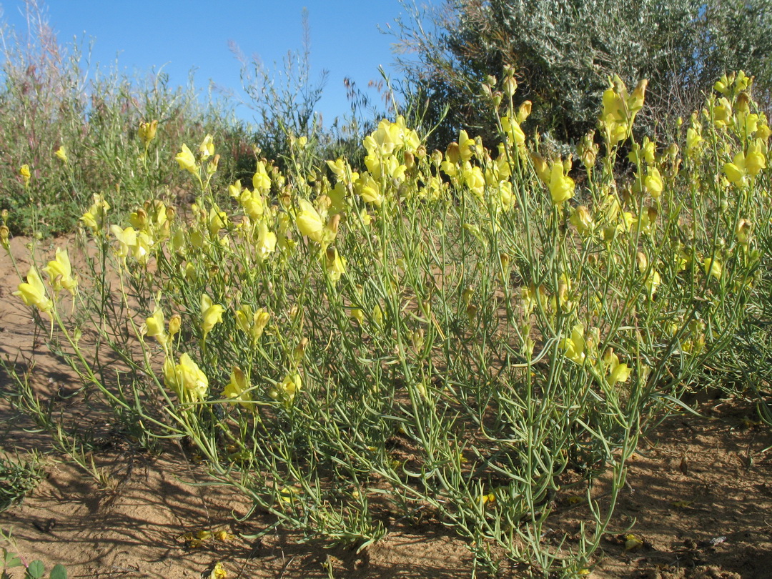 Image of Linaria dolichoceras specimen.