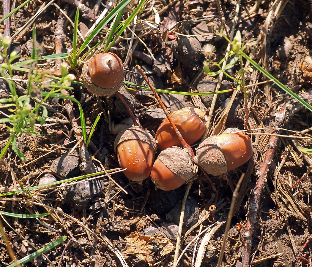 Image of Quercus robur specimen.