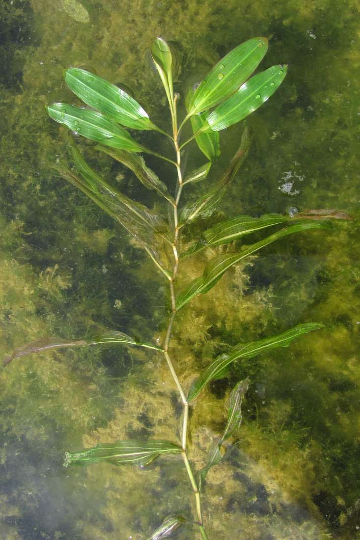 Image of Potamogeton nodosus specimen.