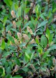 Salix phylicifolia. Верхушка ветви с соплодиями. Исландия, национальный парк Тингведлир, берег ручья у подножия скал. 01.08.2016.