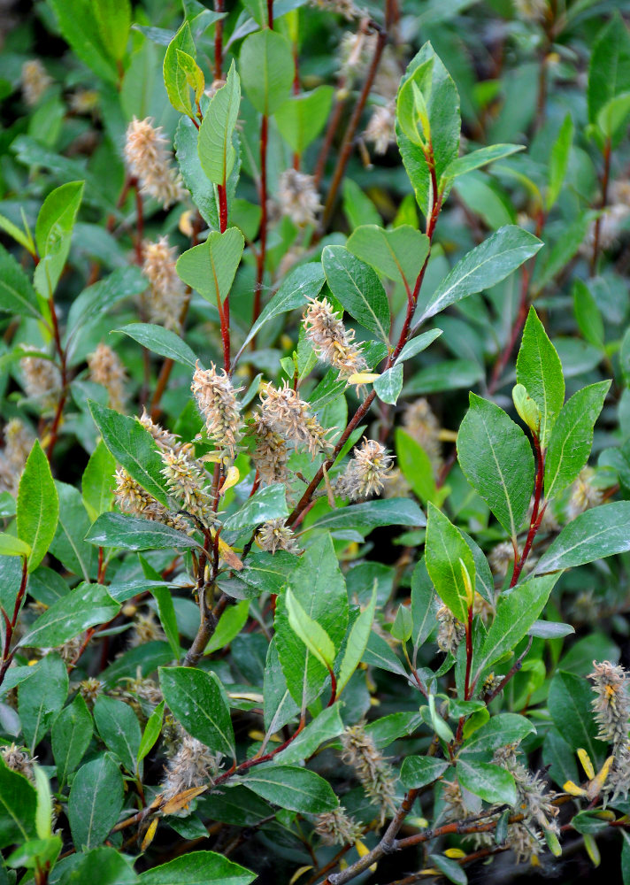 Изображение особи Salix phylicifolia.