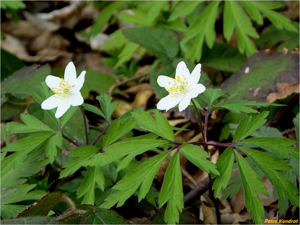 Image of Anemone nemorosa specimen.