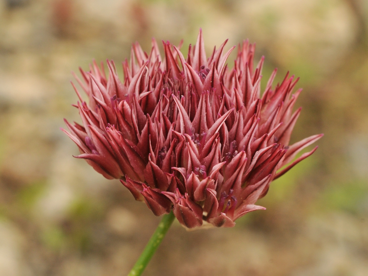 Image of Allium inconspicuum specimen.