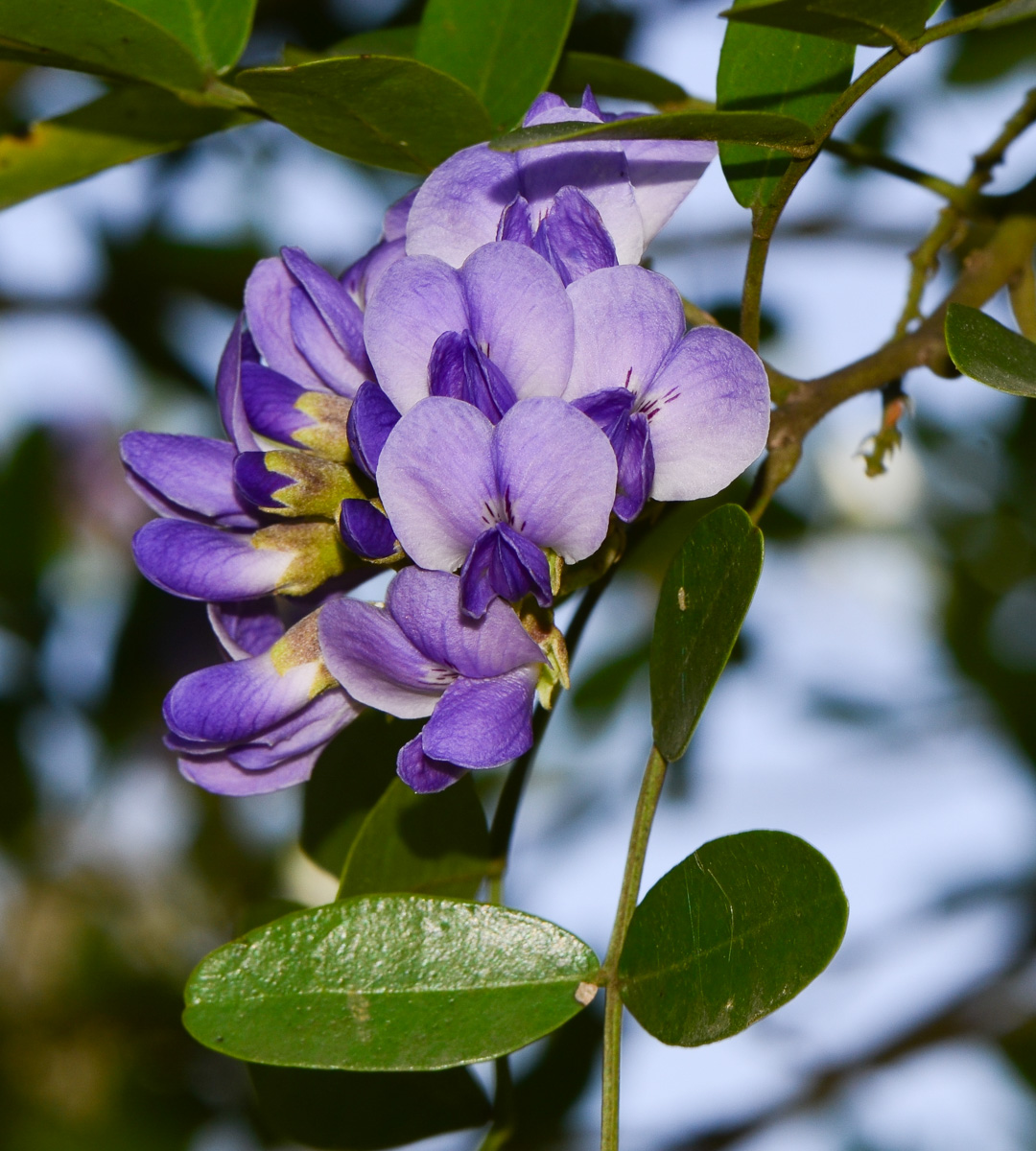 Изображение особи Sophora secundiflora.