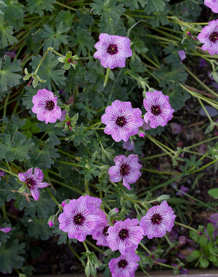 Изображение особи Geranium cinereum.