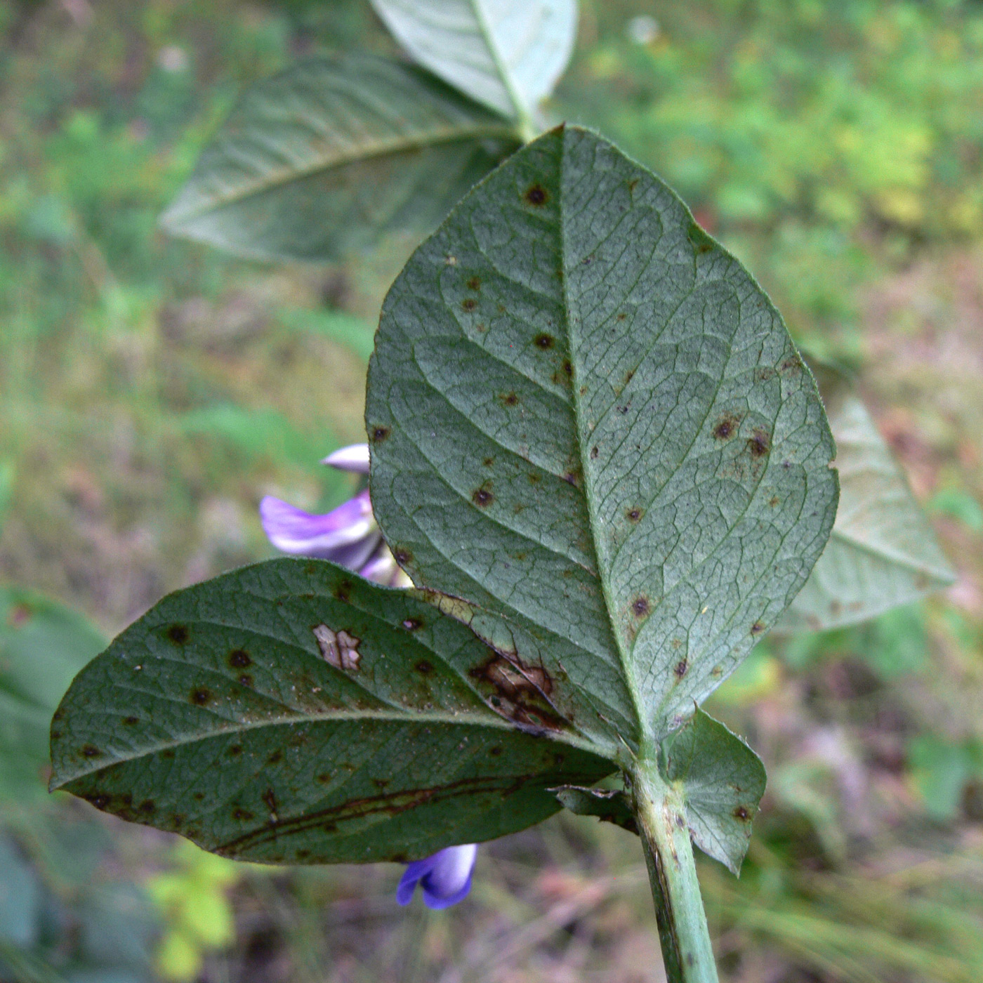 Image of Vicia unijuga specimen.