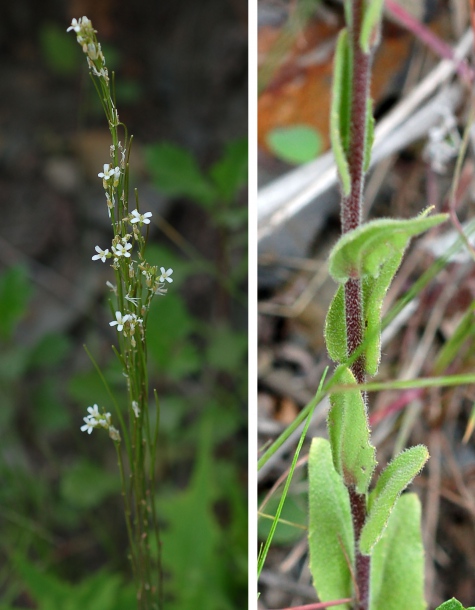 Image of Arabis borealis specimen.