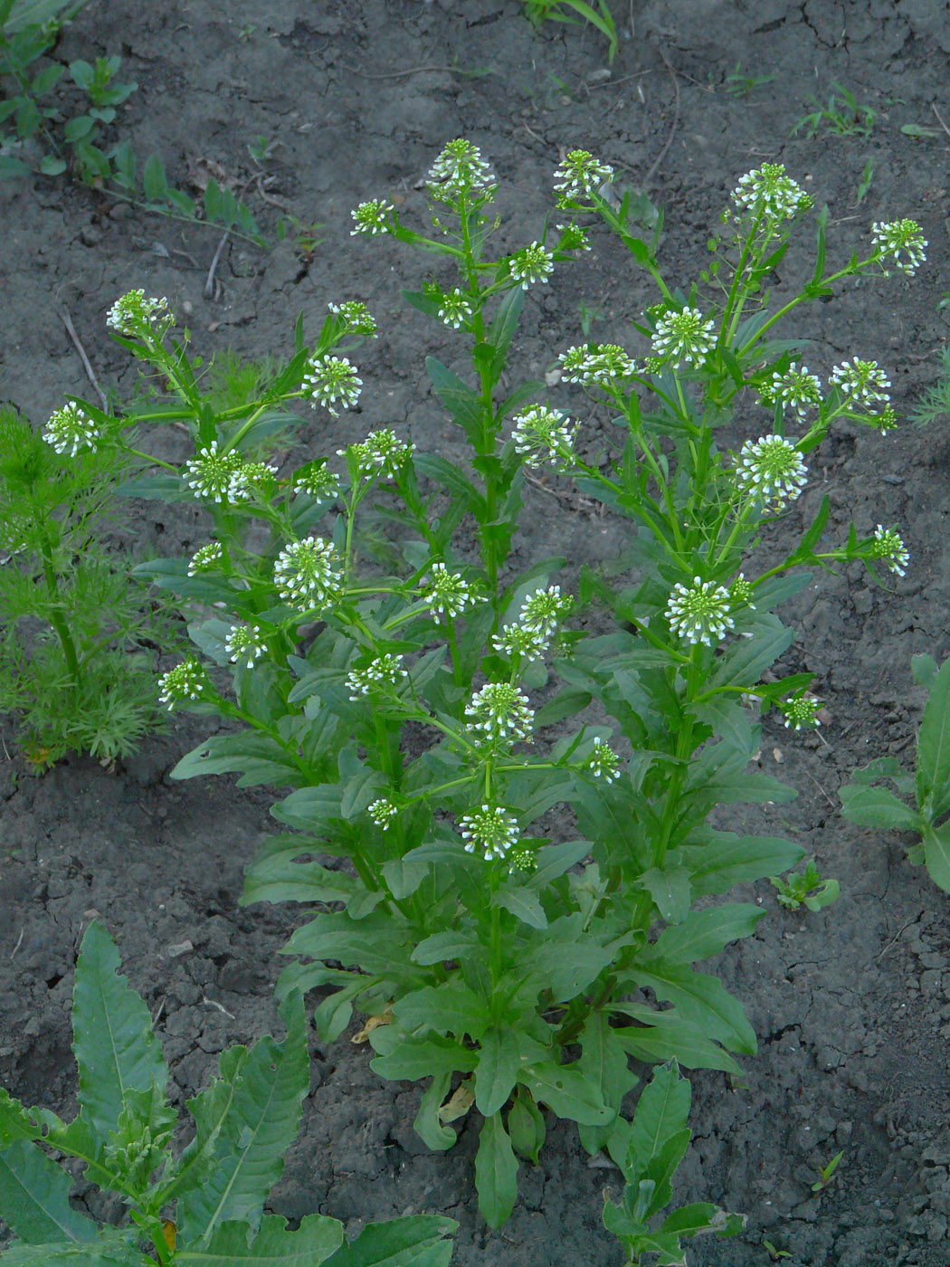 Image of Thlaspi arvense specimen.