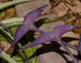 Tradescantia pallida