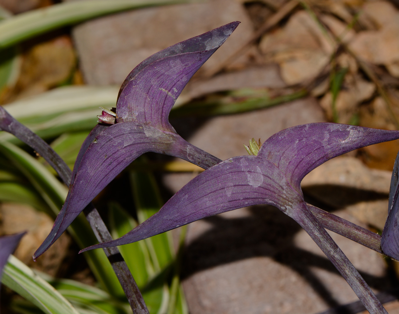 Image of Tradescantia pallida specimen.