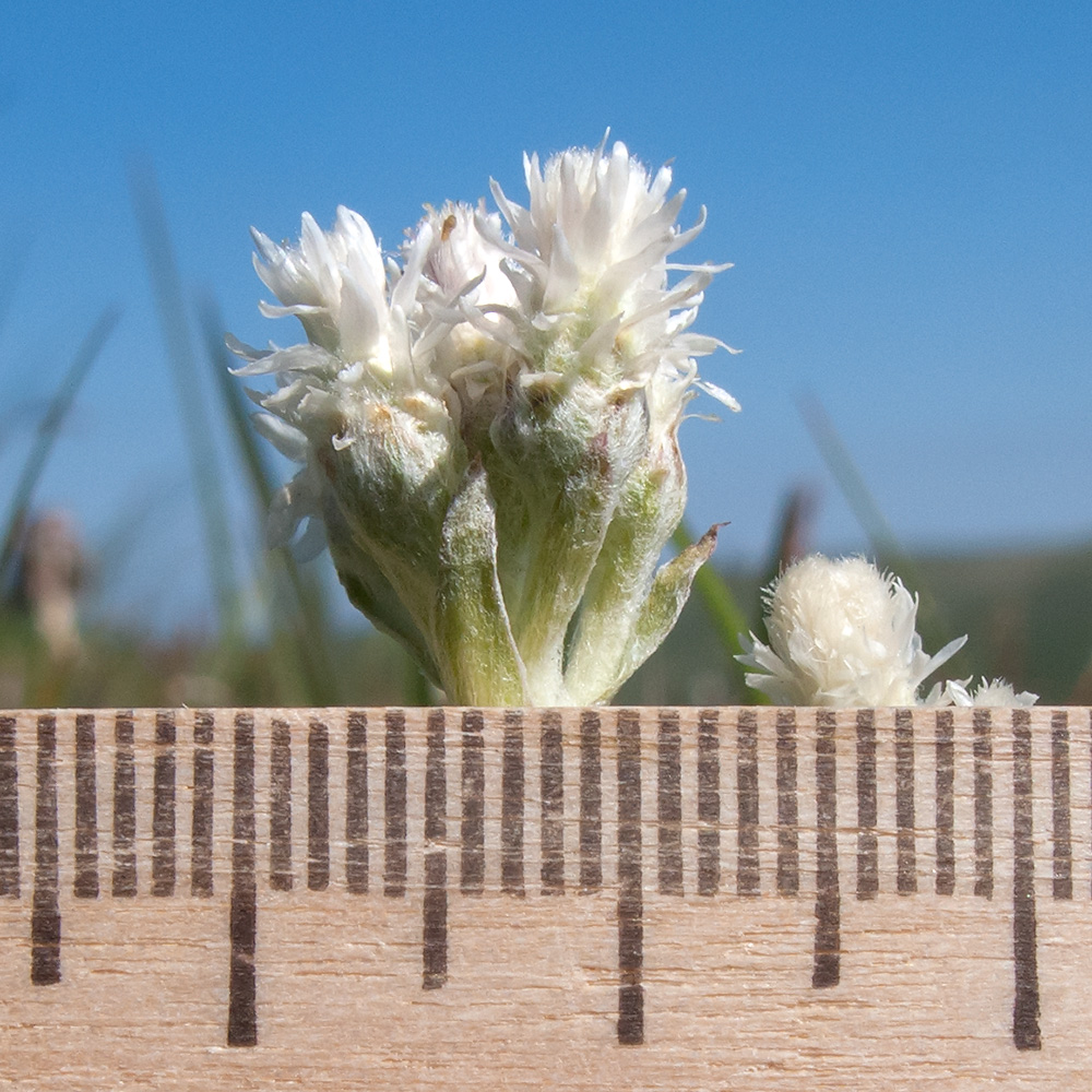 Image of Antennaria caucasica specimen.