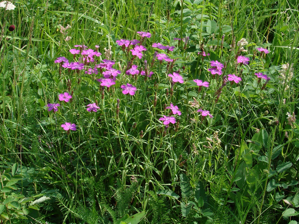 Image of Dianthus versicolor specimen.