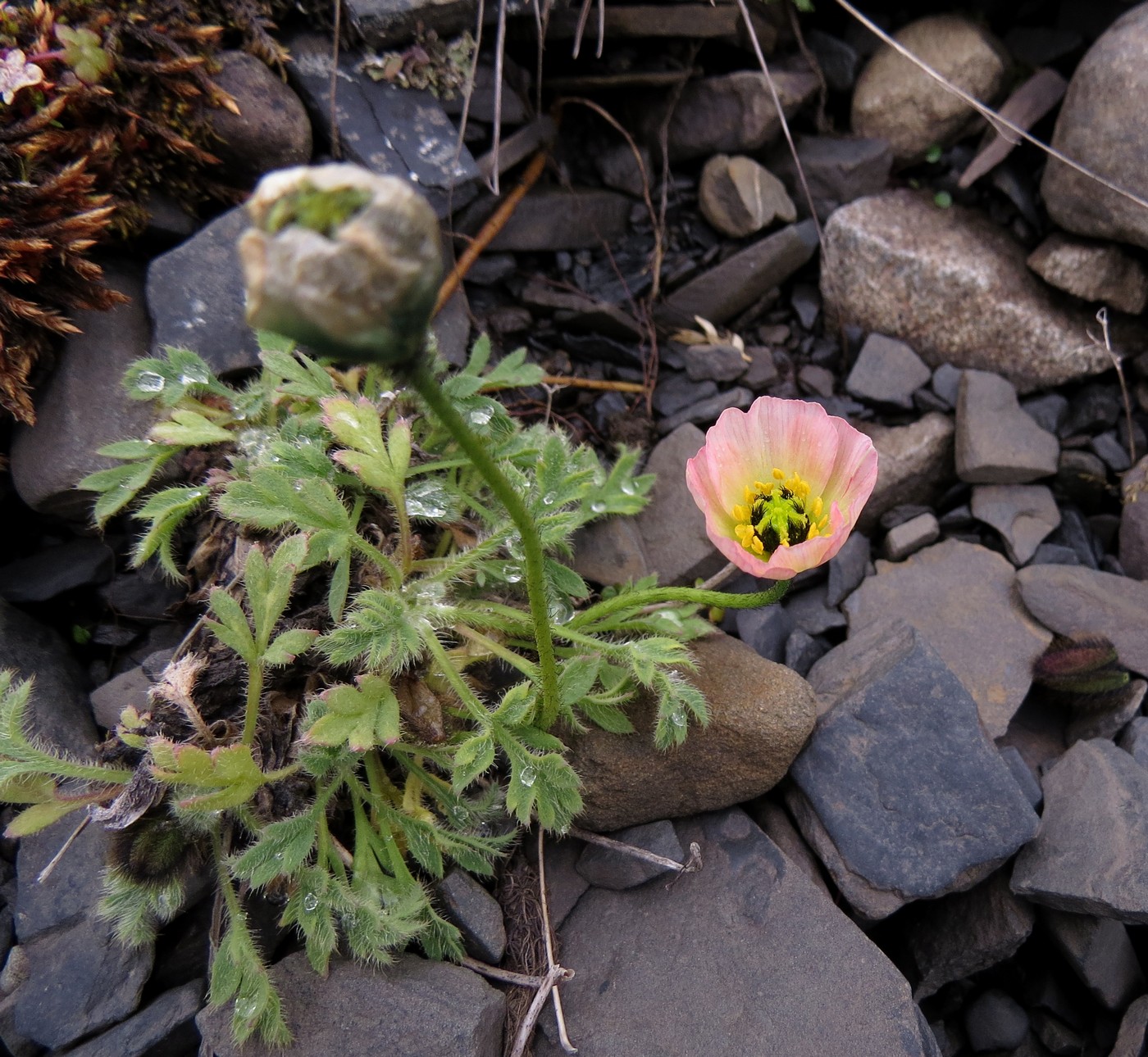 Изображение особи Papaver polare.