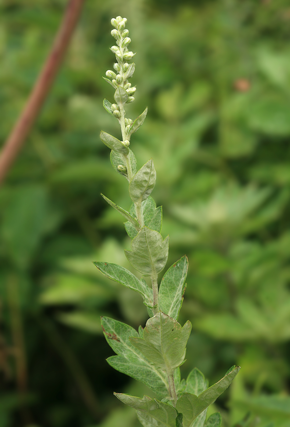 Image of Artemisia koidzumii specimen.