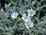 Cerastium biebersteinii