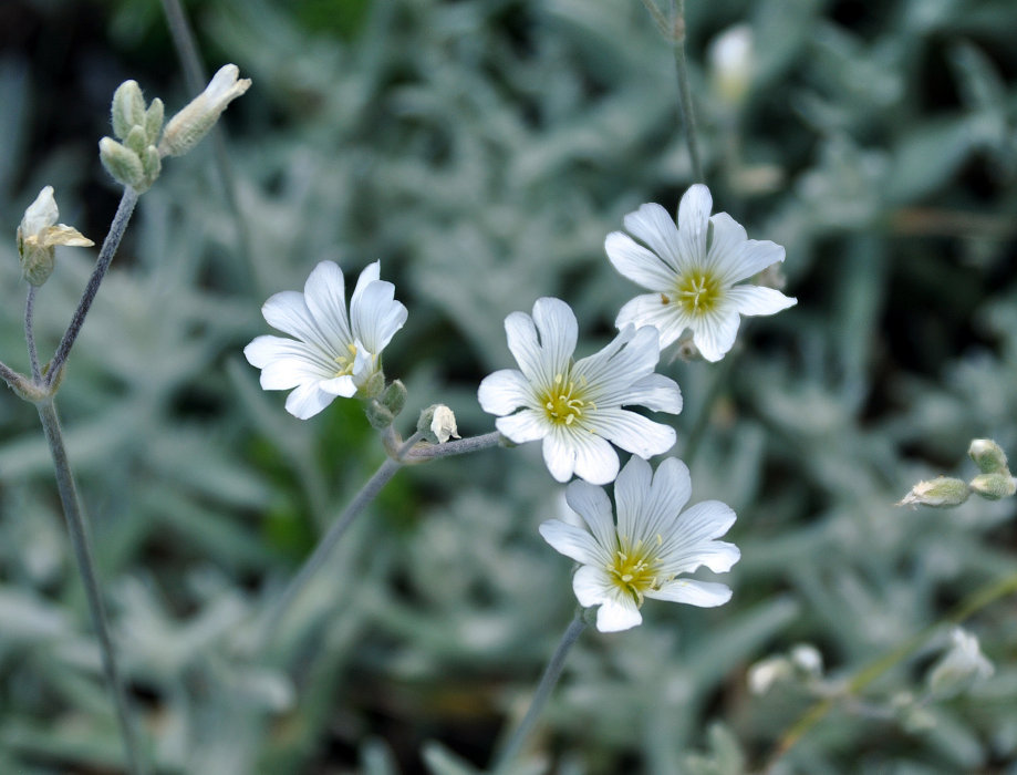 Изображение особи Cerastium biebersteinii.