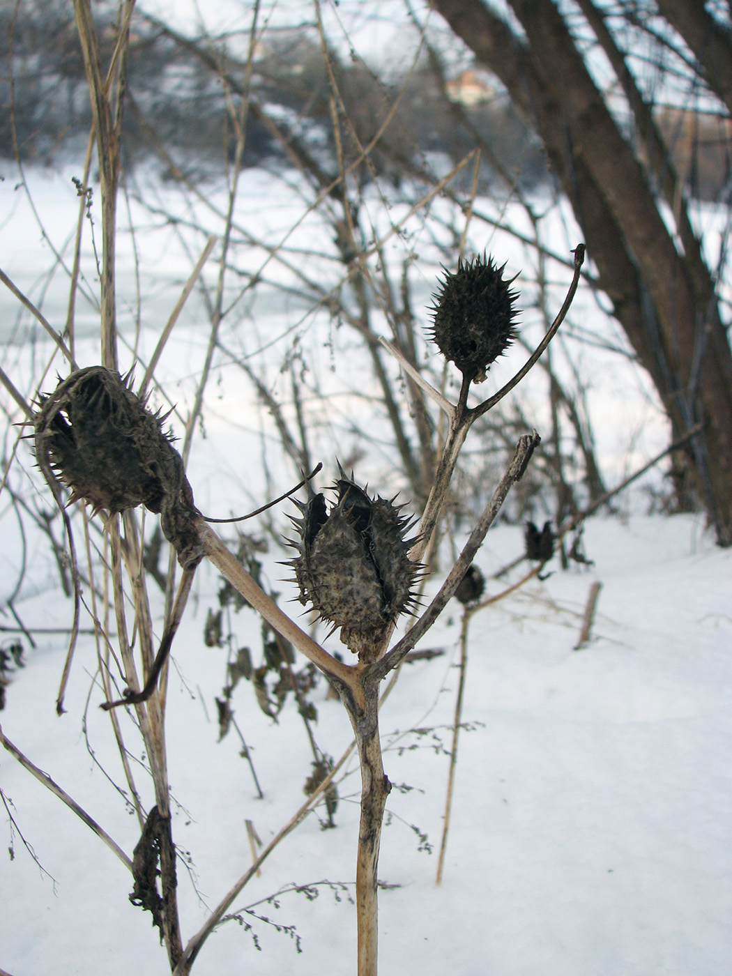 Изображение особи Datura stramonium.