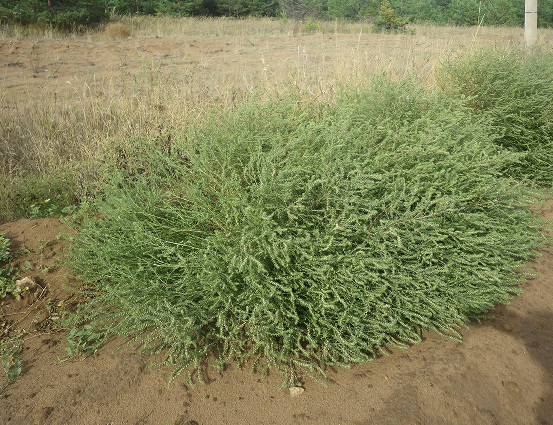 Изображение особи Salsola collina.